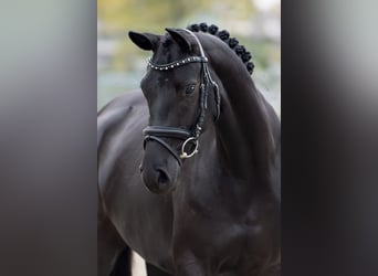 Oldenburgo, Yegua, 4 años, 163 cm, Negro