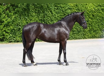 Oldenburgo, Yegua, 4 años, 163 cm, Negro