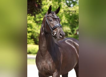 Oldenburgo, Yegua, 4 años, 163 cm, Negro