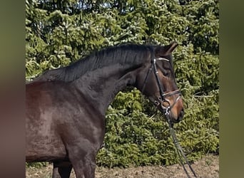 Oldenburgo, Yegua, 4 años, 164 cm, Castaño