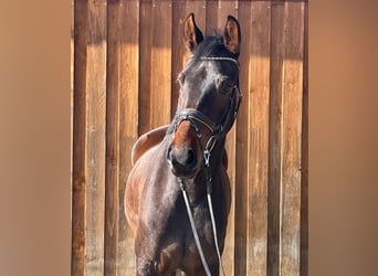 Oldenburgo, Yegua, 4 años, 164 cm, Castaño