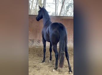 Oldenburgo, Yegua, 4 años, 164 cm, Morcillo