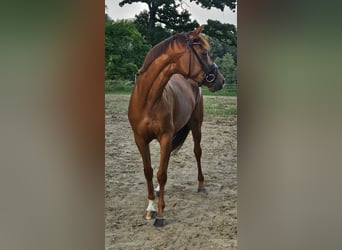 Oldenburgo, Yegua, 4 años, 165 cm, Alazán