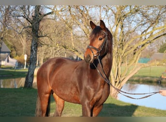 Oldenburgo, Yegua, 4 años, 165 cm
