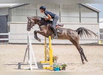 Oldenburgo, Yegua, 4 años, 165 cm