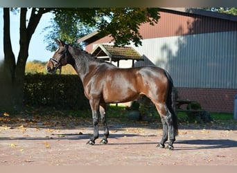 Oldenburgo, Yegua, 4 años, 165 cm, Castaño