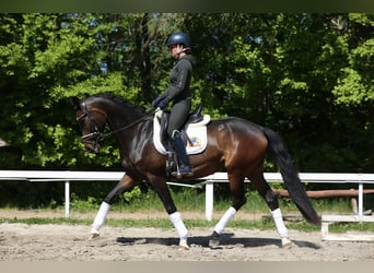 Oldenburgo, Yegua, 4 años, 165 cm, Castaño oscuro