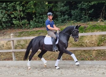 Oldenburgo, Yegua, 4 años, 165 cm, Morcillo