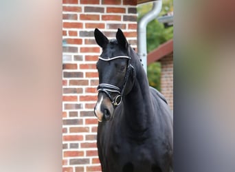 Oldenburgo, Yegua, 4 años, 165 cm, Morcillo