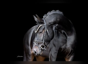 Oldenburgo, Yegua, 4 años, 165 cm, Morcillo