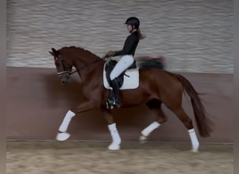 Oldenburgo, Yegua, 4 años, 166 cm, Alazán