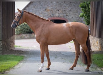 Oldenburgo, Yegua, 4 años, 166 cm, Alazán