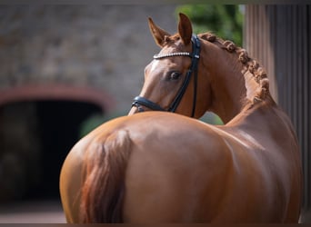 Oldenburgo, Yegua, 4 años, 166 cm, Alazán