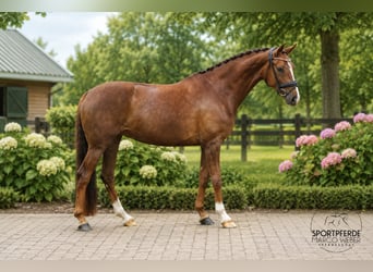 Oldenburgo, Yegua, 4 años, 166 cm, Alazán-tostado