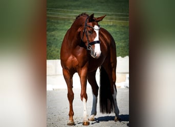 Oldenburgo, Yegua, 4 años, 166 cm, Alazán-tostado