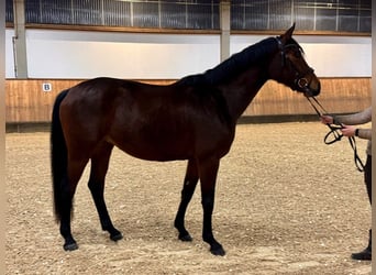 Oldenburgo, Yegua, 4 años, 166 cm, Castaño