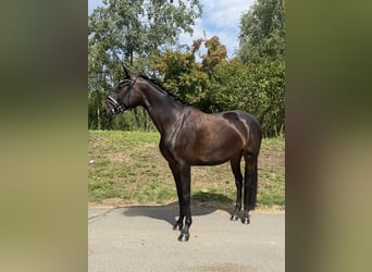 Oldenburgo, Yegua, 4 años, 166 cm, Castaño oscuro