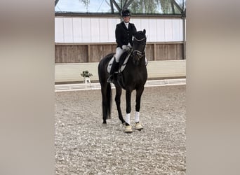 Oldenburgo, Yegua, 4 años, 166 cm, Castaño oscuro