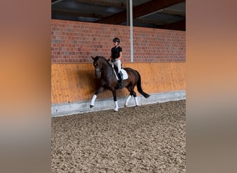 Oldenburgo, Yegua, 4 años, 166 cm, Castaño oscuro