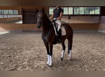 Oldenburgo, Yegua, 4 años, 166 cm, Castaño oscuro
