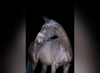 Oldenburgo, Yegua, 4 años, 166 cm, Castaño oscuro