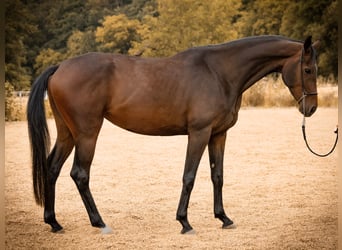Oldenburgo, Yegua, 4 años, 166 cm, Castaño oscuro