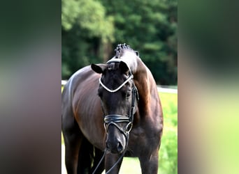 Oldenburgo, Yegua, 4 años, 166 cm, Negro