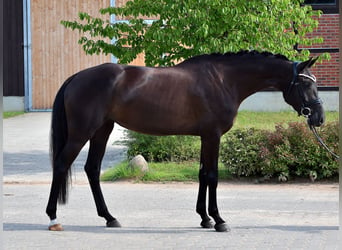 Oldenburgo, Yegua, 4 años, 166 cm, Negro