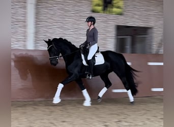 Oldenburgo, Yegua, 4 años, 166 cm, Negro