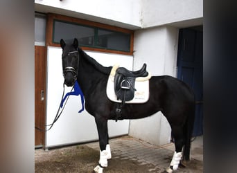 Oldenburgo, Yegua, 4 años, 166 cm, Negro