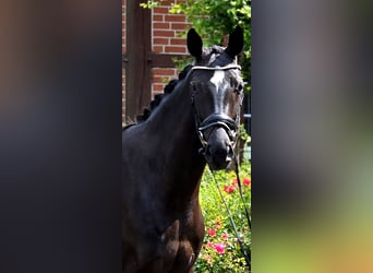 Oldenburgo, Yegua, 4 años, 166 cm, Negro