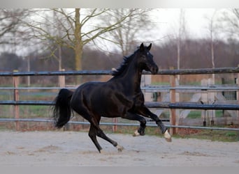 Oldenburgo, Yegua, 4 años, 166 cm, Negro