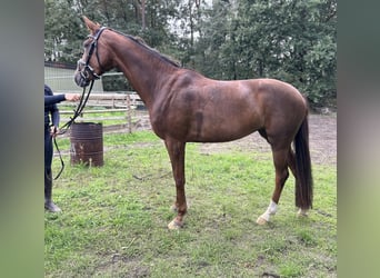 Oldenburgo, Yegua, 4 años, 167 cm, Alazán