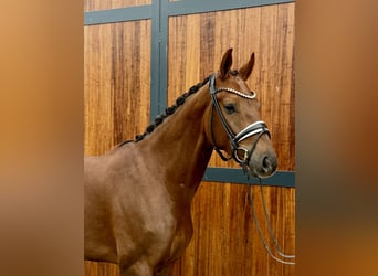 Oldenburgo, Yegua, 4 años, 167 cm, Alazán-tostado