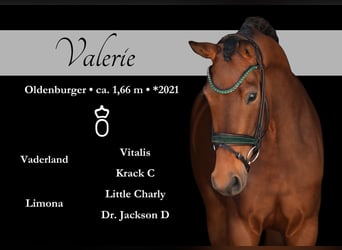 Oldenburgo, Yegua, 4 años, 167 cm, Castaño