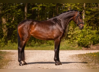 Oldenburgo, Yegua, 4 años, 167 cm, Castaño oscuro