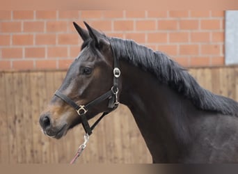 Oldenburgo, Yegua, 4 años, 167 cm, Castaño oscuro