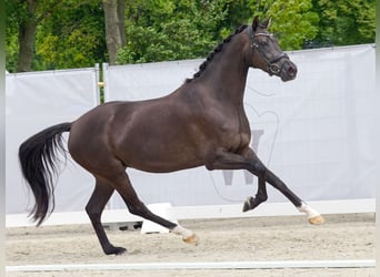 Oldenburgo, Yegua, 4 años, 167 cm, Morcillo