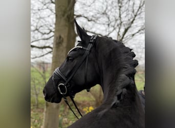 Oldenburgo, Yegua, 4 años, 167 cm, Negro