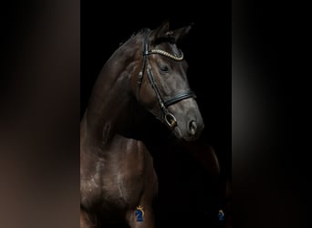 Oldenburgo, Yegua, 4 años, 167 cm, Negro