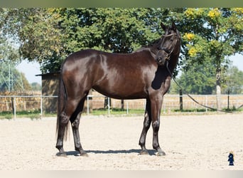 Oldenburgo, Yegua, 4 años, 167 cm, Negro