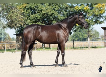 Oldenburgo, Yegua, 4 años, 167 cm, Negro