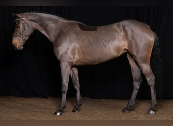 Oldenburgo, Yegua, 4 años, 168 cm, Castaño