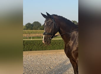 Oldenburgo, Yegua, 4 años, 168 cm, Negro