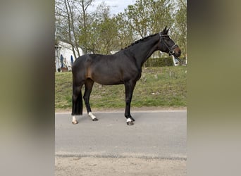Oldenburgo, Yegua, 4 años, 169 cm, Castaño oscuro