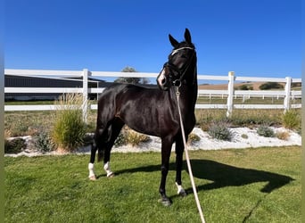 Oldenburgo, Yegua, 4 años, 169 cm, Morcillo
