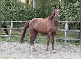 Oldenburgo, Yegua, 4 años, 170 cm, Alazán