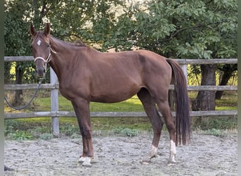 Oldenburgo, Yegua, 4 años, 170 cm, Alazán