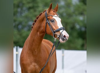 Oldenburgo, Yegua, 4 años, 170 cm, Alazán
