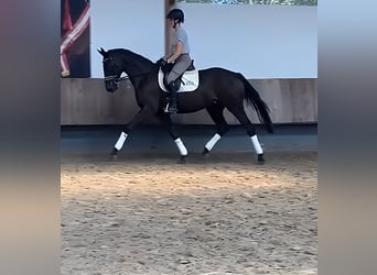 Oldenburgo, Yegua, 4 años, 170 cm, Castaño